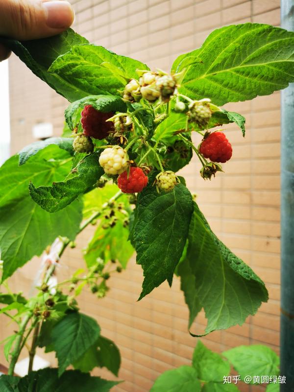 屋顶花园的秋花秋果 知乎