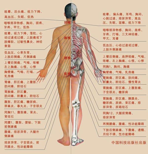 人体腹部血位置结构图图片
