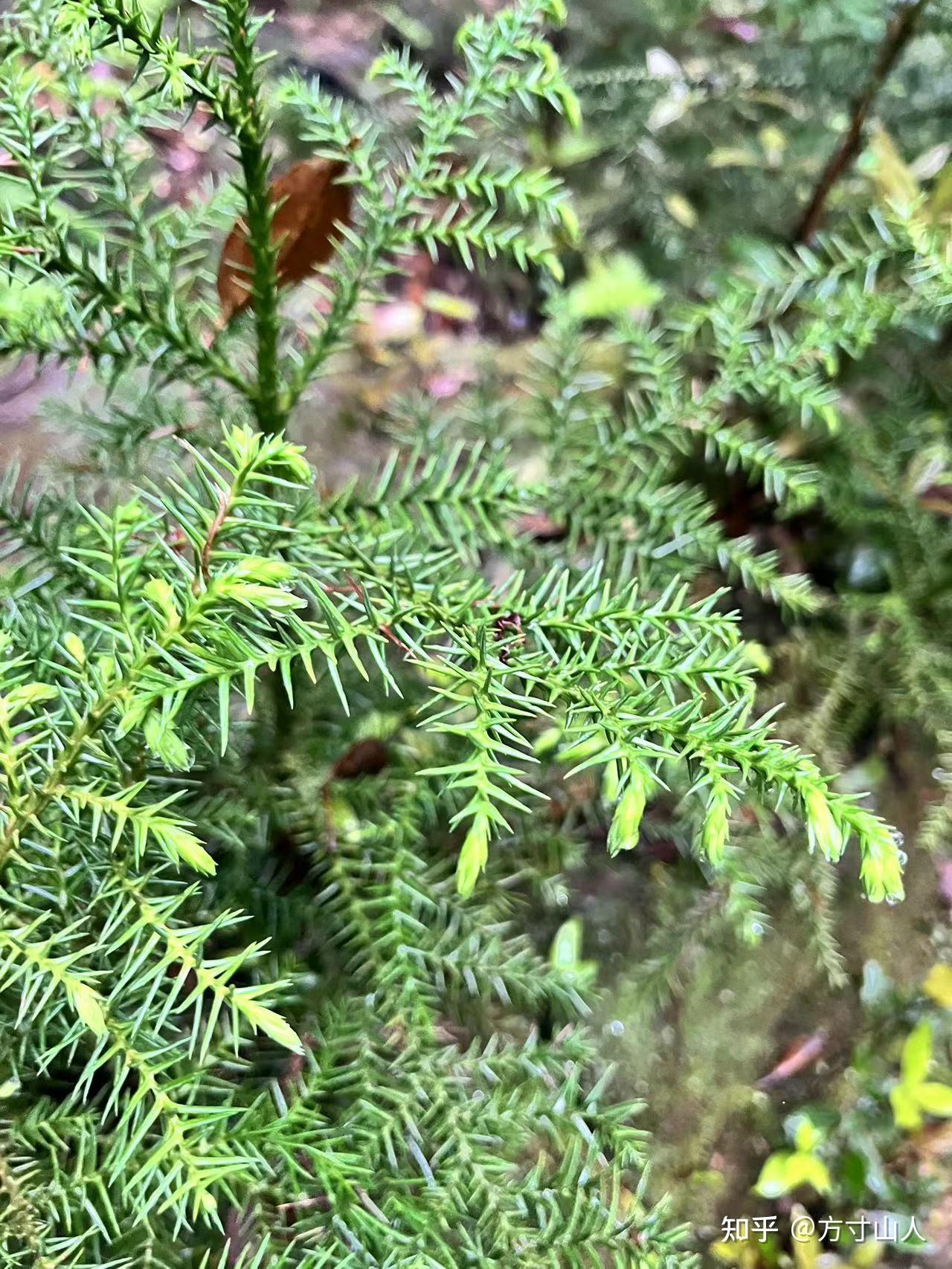 苔藓——宏大生态中的小植物