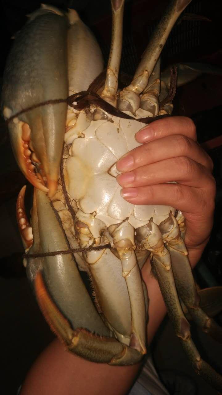 来自斯里兰卡蟹,见过比你头还大的青蟹吗?