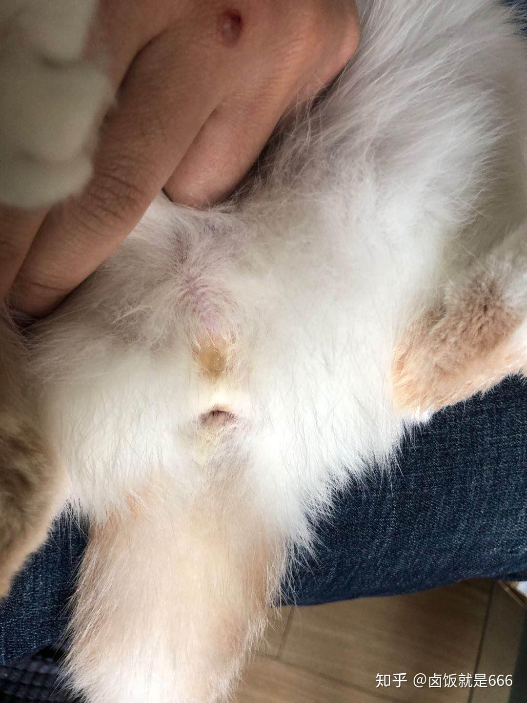 记录自家猫顽固性泌尿问题疾病治疗始末