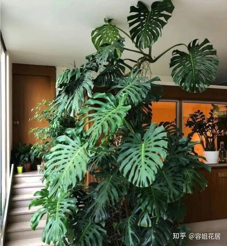 龟背竹，冬季可别“乱放”，不仅不美，还爱黄叶烂根 - 知乎
