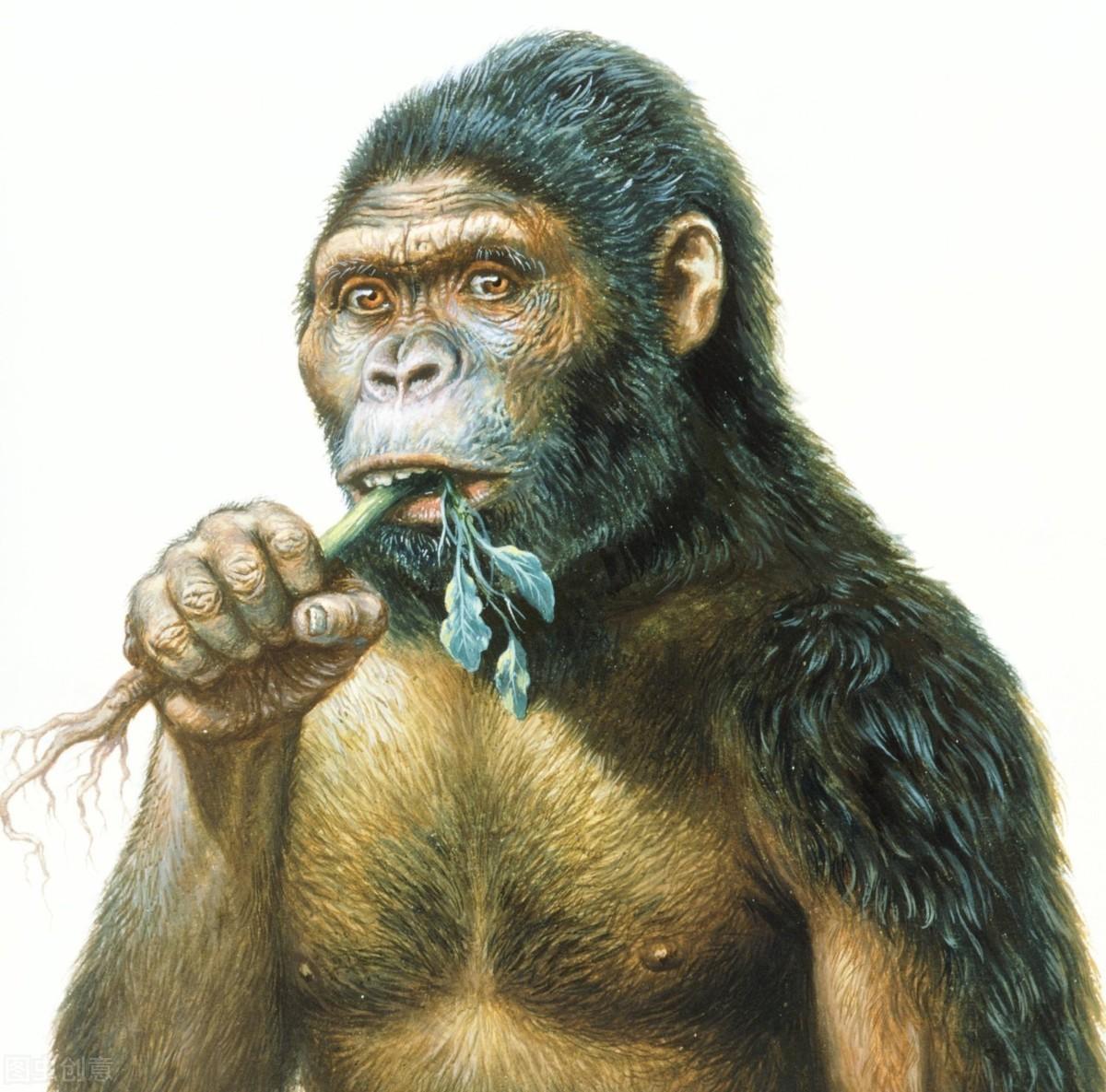 原来古猿人也分吃荤or吃素 南方古猿人的出现 世界历史常识02 知乎
