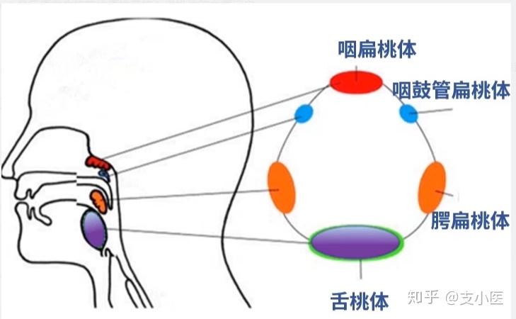 02外周免疫器官之粘膜相关淋巴组织 - 知乎