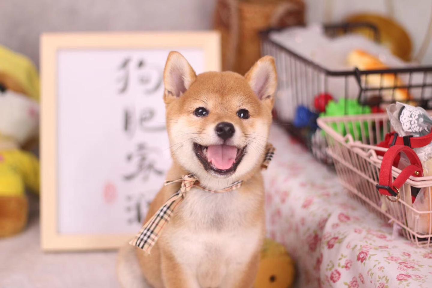 养豆柴好还是柴犬好 区别在哪 知乎 养豆柴好还是柴犬好 区别在哪 知乎
