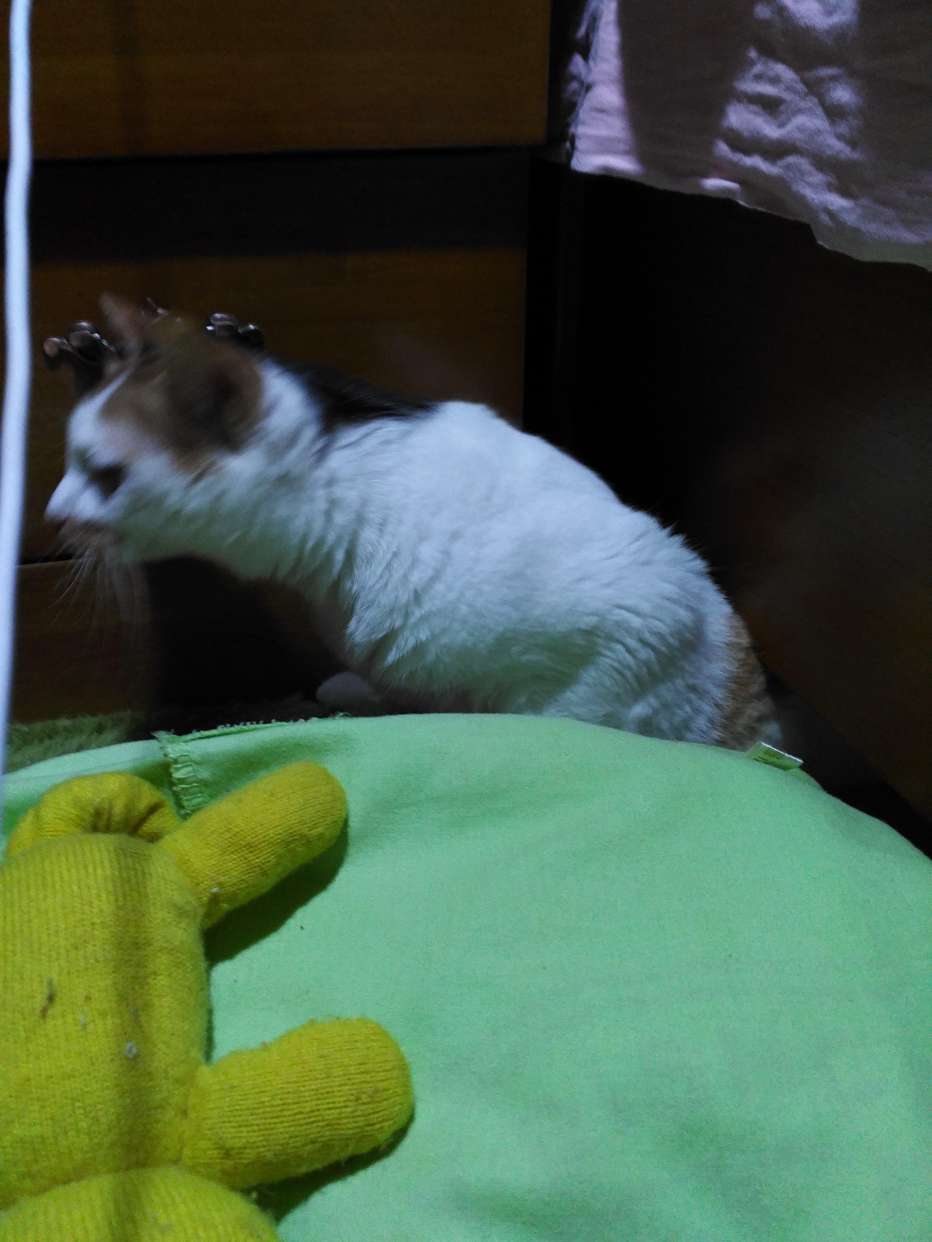 怎么办理火车托运宠物?