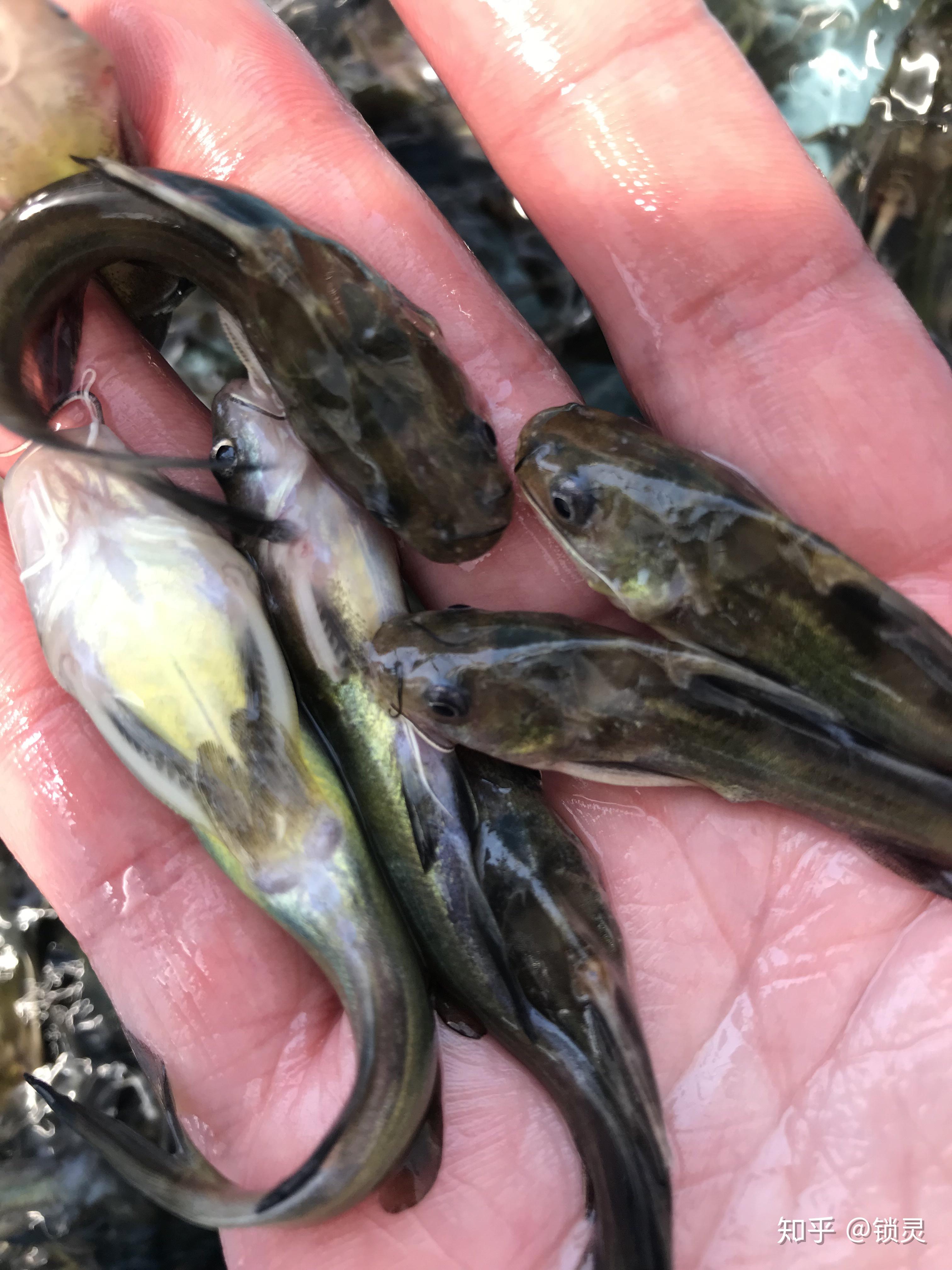 鳗鱼日本白鳗鱼鲫鱼中科三号鲫鱼红鲤鱼,兴国红鲤鱼,中国红台湾泥鳅苗