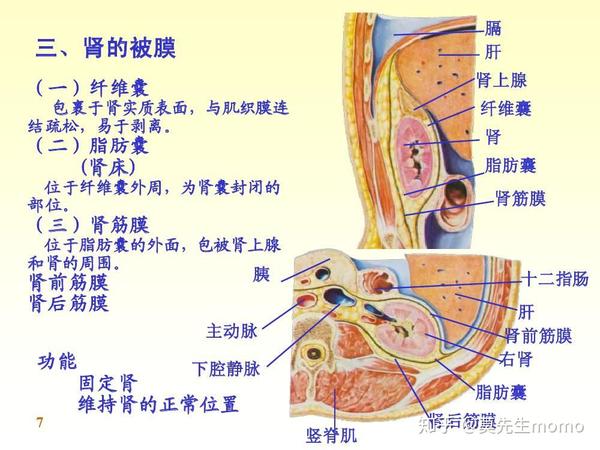 肾的背膜图片