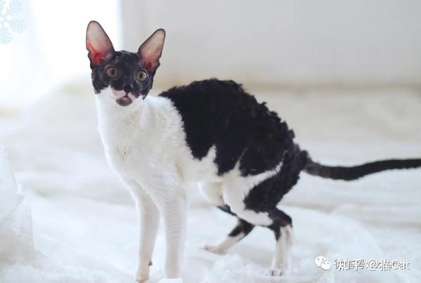 cornish rex 柯尼斯捲毛貓