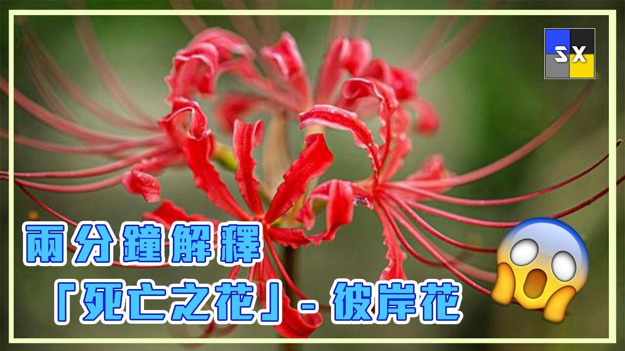 彼岸花 知乎