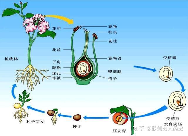 植物演变过程示意图图片