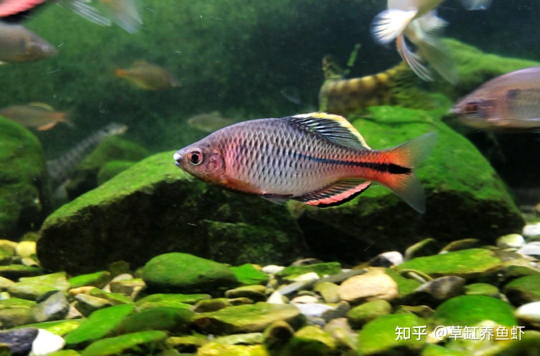 啥也不是的鱼 v2-36d3132144c3d4ccce8a4af2a0e06a71_r.jpg