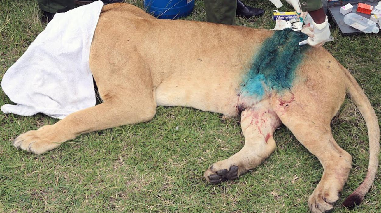 雄狮被6只雌狮疯狂撕咬这是犯了什么错下场这么惨