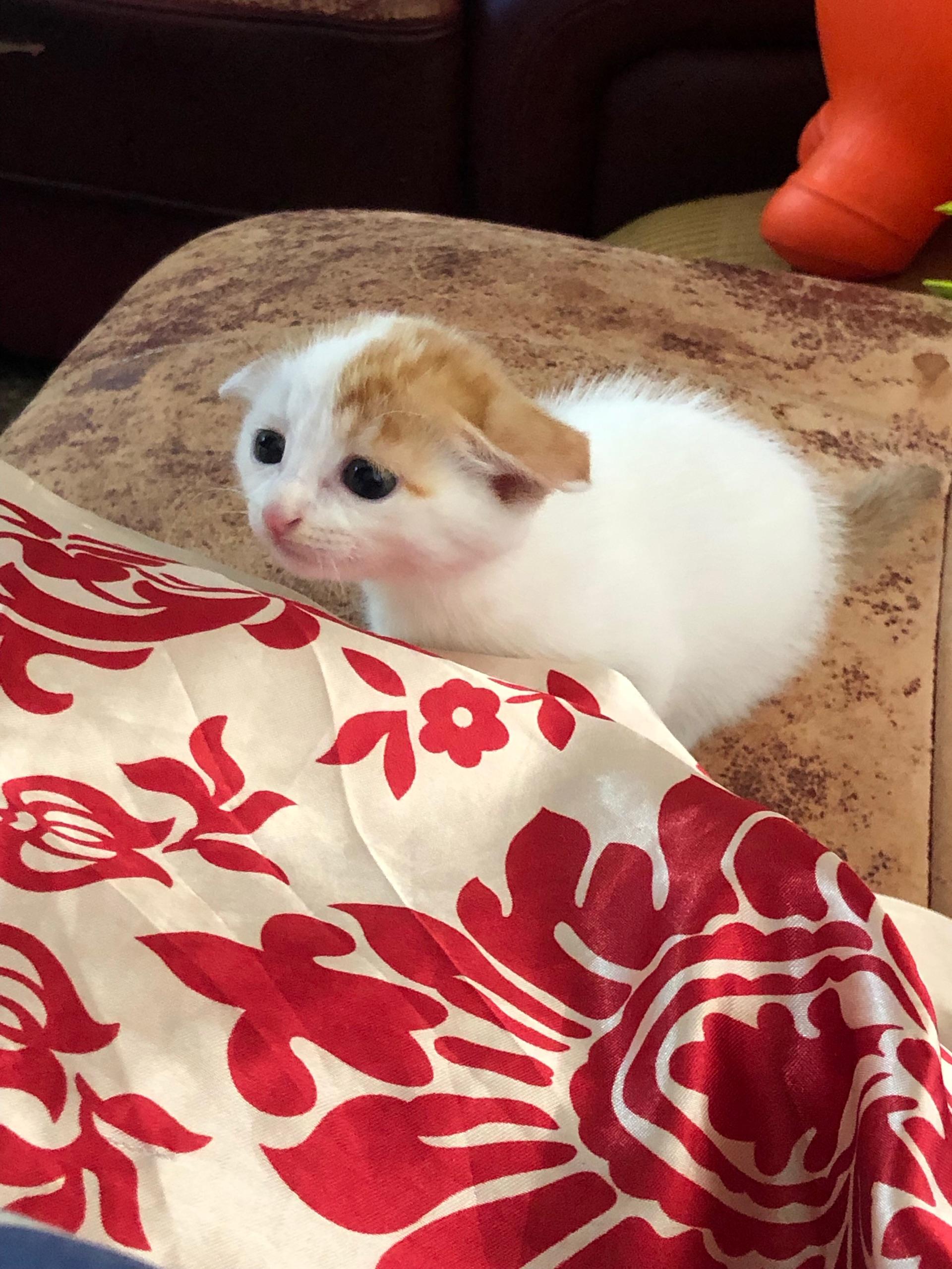 养六个月以下的小奶猫是怎样的体验?