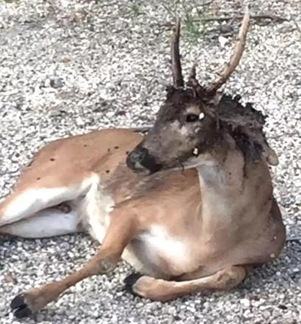史上最凶残食人蝇也难逃人类断子绝孙之计