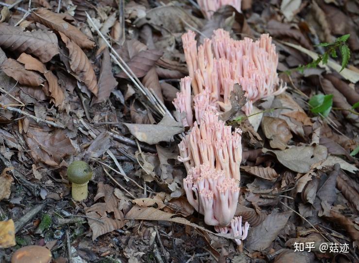菇迹拟粉红枝瑚菌