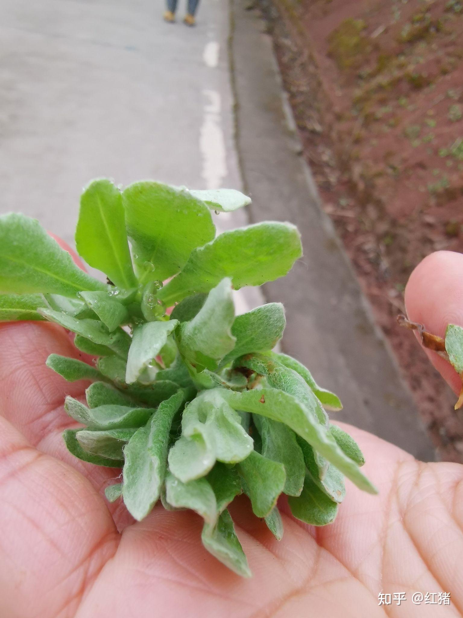 随食春天吃野菜清明菜