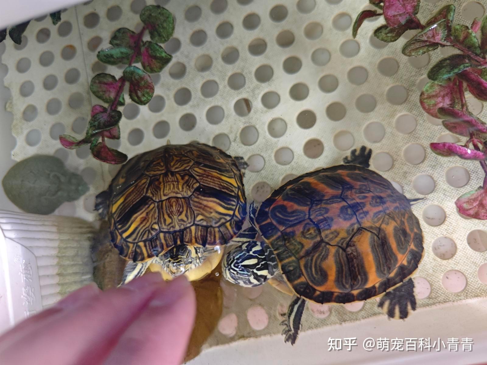火焰龟是深水龟吗？火焰龟全方位科普介绍，一文搞懂火焰龟各方面 - 知乎