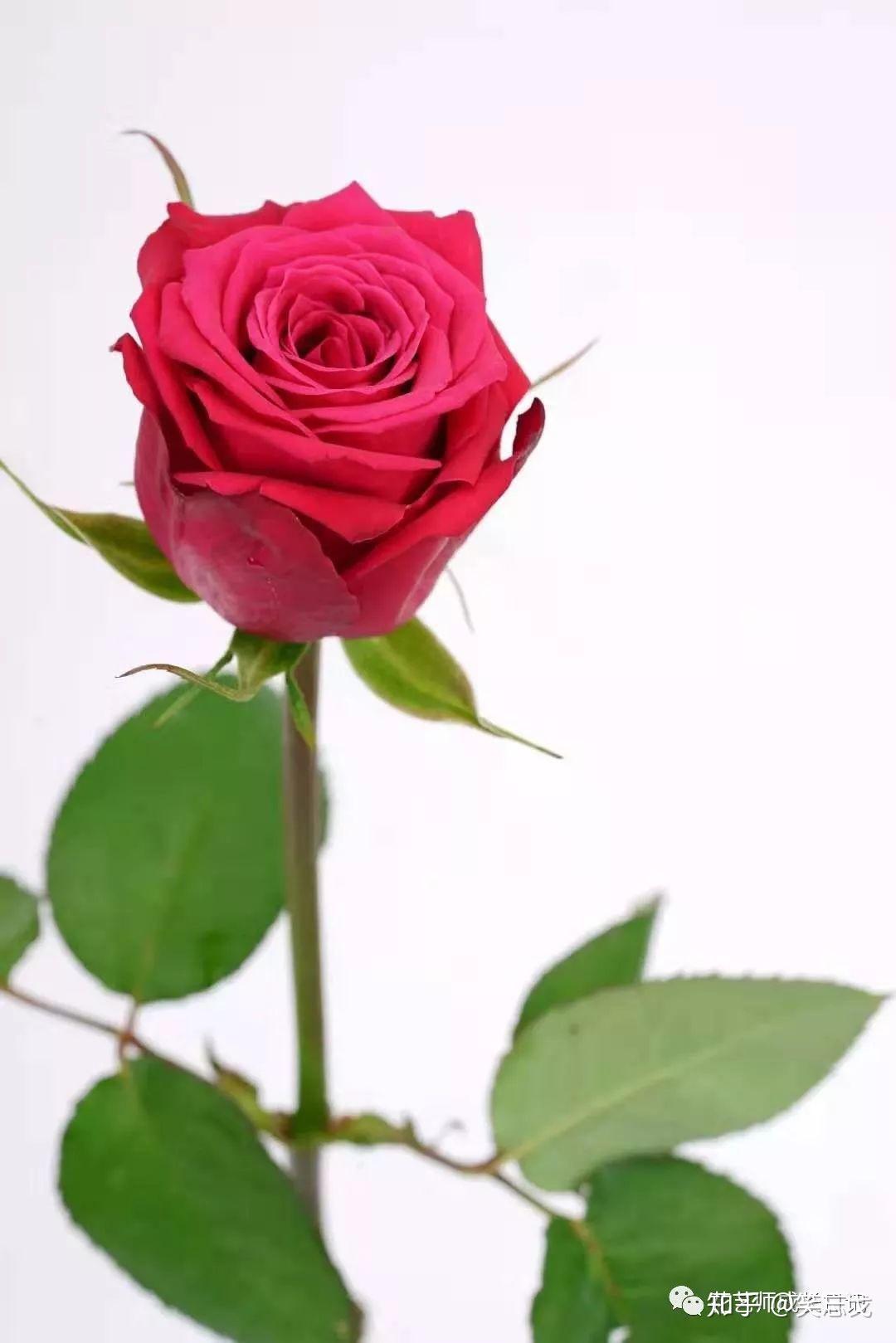 香格里拉玫瑰玫红色花苞最大的切花品种色彩艳丽而富有层次