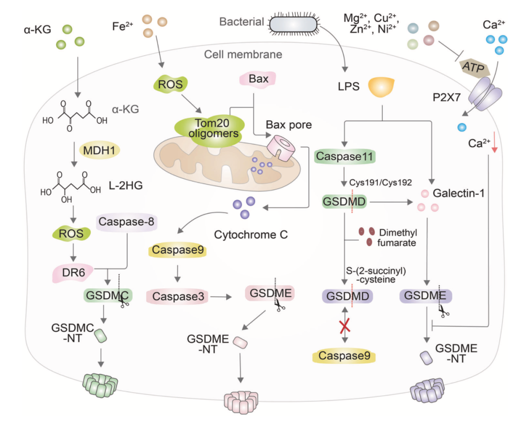 Cell Mol Immunol 丨 细胞焦亡在炎症和癌症中的作用 - 知乎