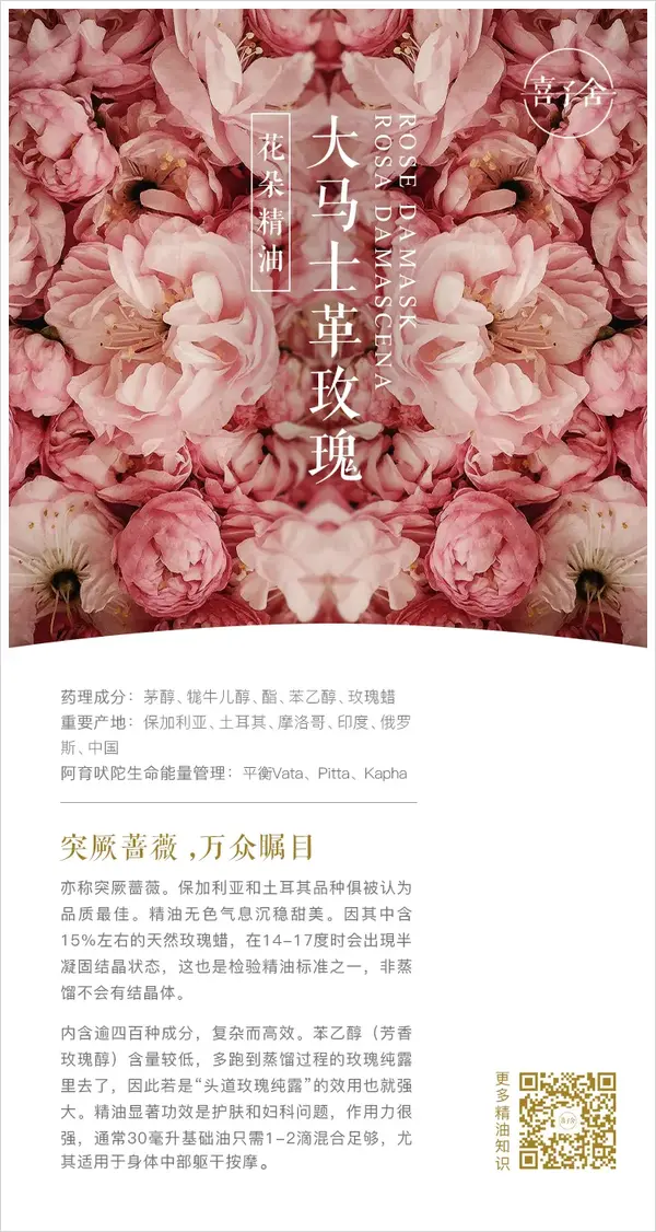 植物说 玫瑰 突厥蔷薇 万众睹目 知乎