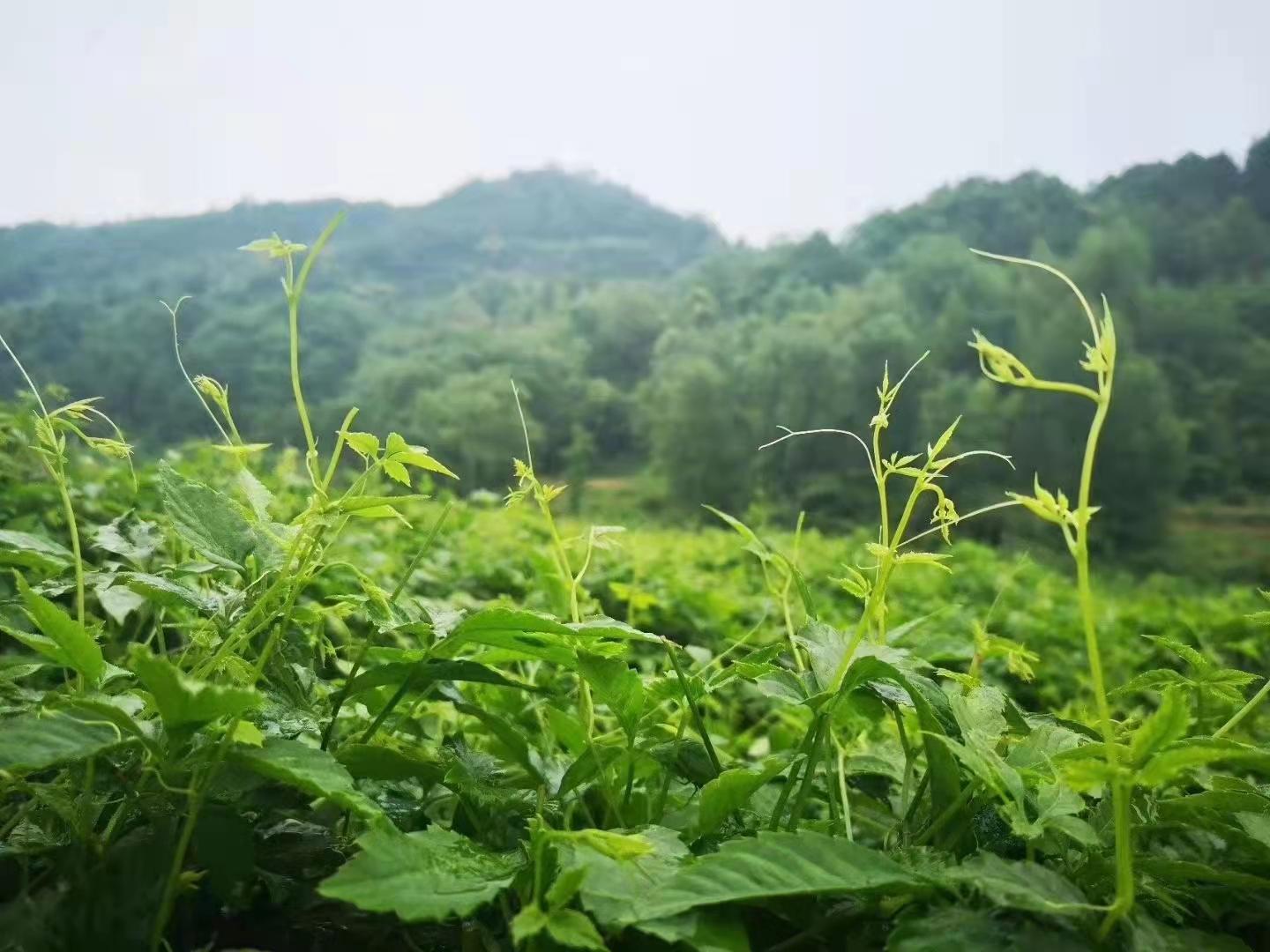 什么人不适合喝牛筋草 v2-37118f1ca35e67f8cff897fcbade1604_1440w.jpg?source=172ae18b