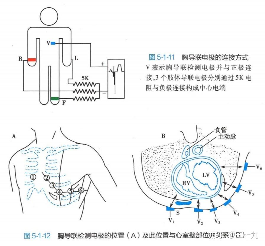 兴奋过程中出现的生物电活动,可以通过周围的导电组织和体液传到体表