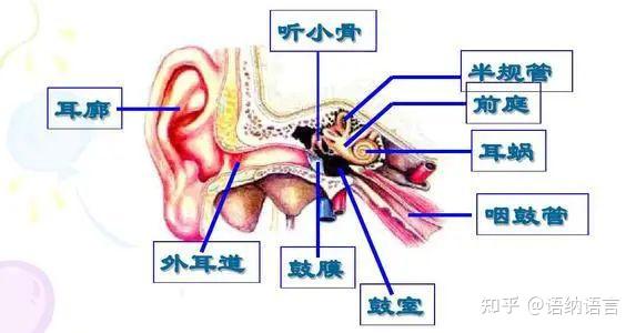 科普丨感觉统合之“前庭觉”——大脑功能最重要的守护神 - 知乎