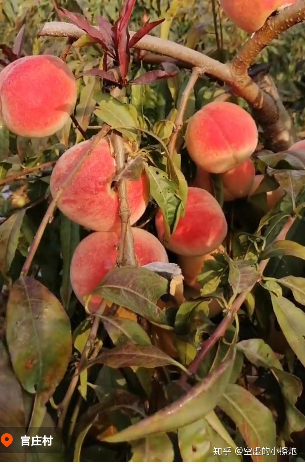红叶冬桃立冬开园了山东临沂金岭家庭农场50亩冬桃立冬开园