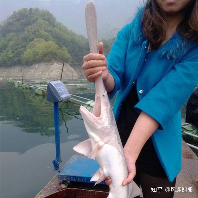 鸭嘴鱼(美国匙吻鲟,鸭嘴鲟)