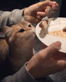 136_169gif 动态图 动图