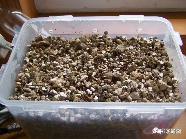 黄缘蛋蛋的孵化