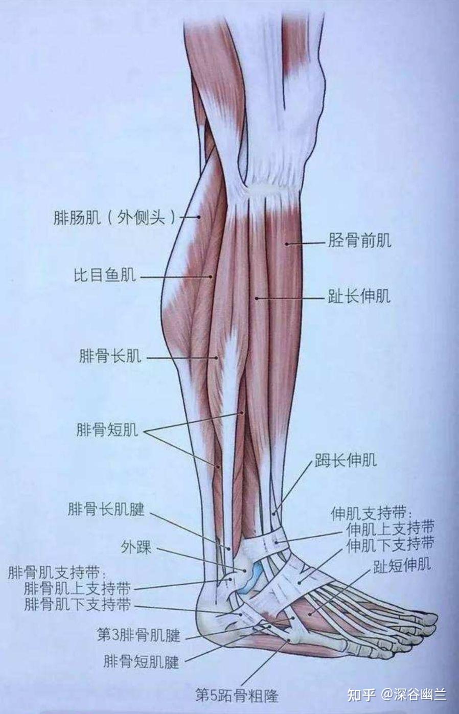 在腓骨长短肌腱上缘,有外踝动脉网及小隐静脉,布有腓肠神经的足背外侧