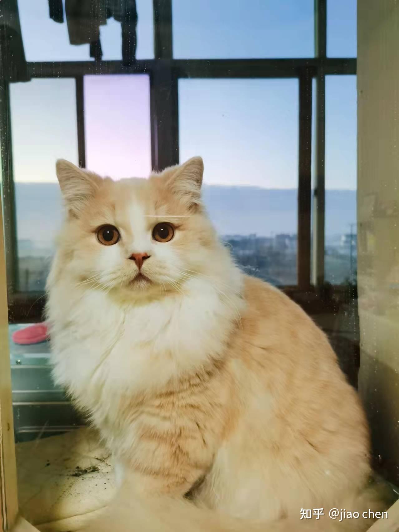 高地猫一般多少钱? - 知乎