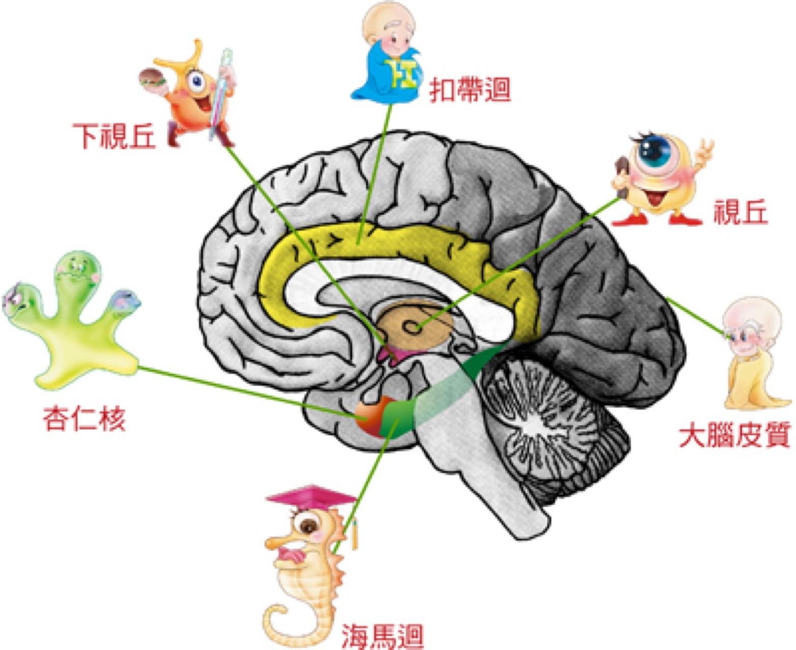 主任让-皮埃尔·泰尔诺称为"大脑的交响乐,他说"我们在外侧下丘脑