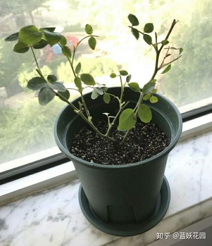 蓝妖 养花不会换盆缓苗 难怪你买的花都死了 知乎