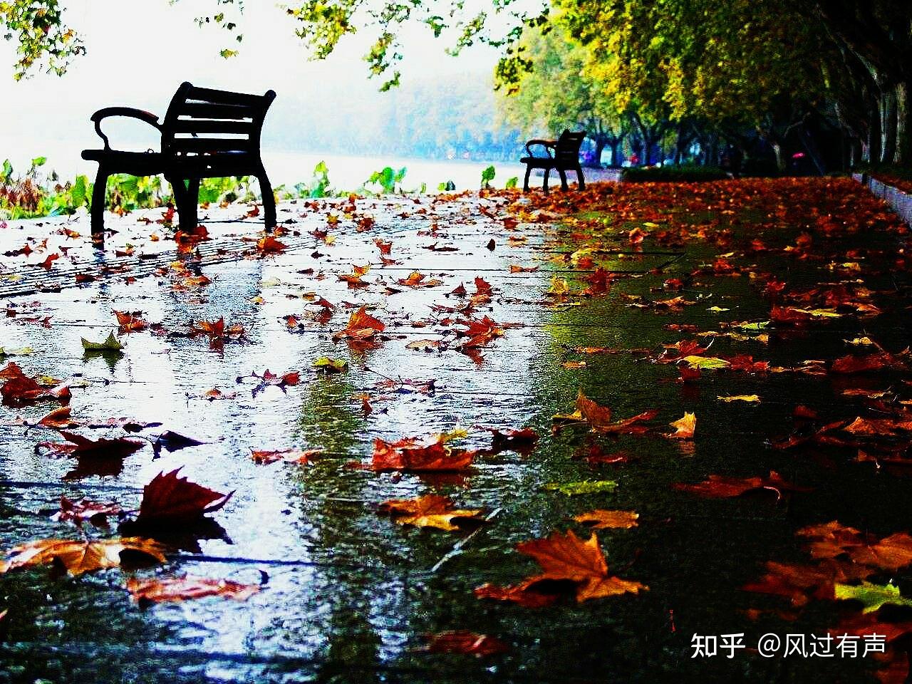 秋雨凄凉花溅泪,秋夜独思秋意浓 - 知乎