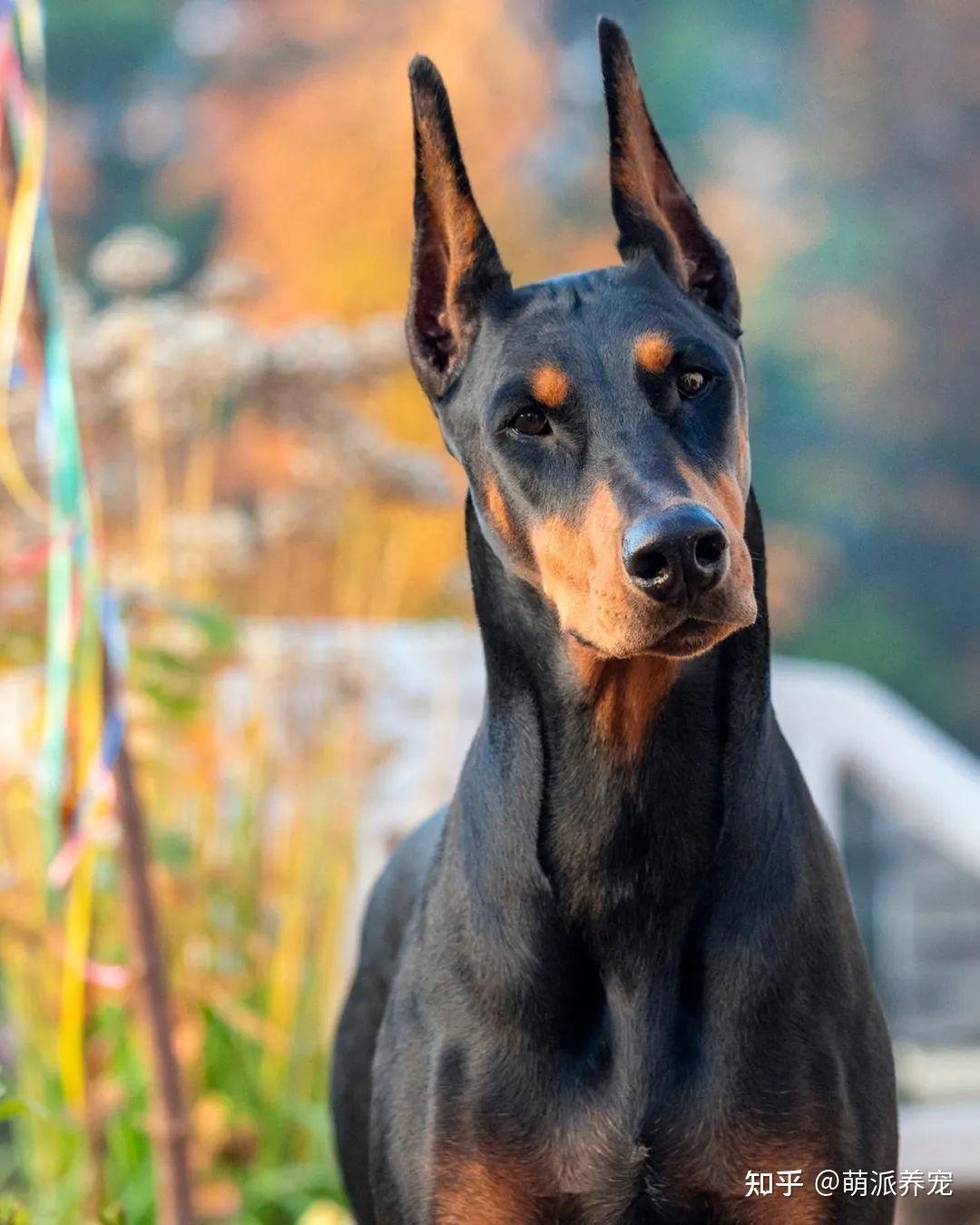 犬种百科｜杜宾犬，外刚内柔的霸道总裁 - 知乎