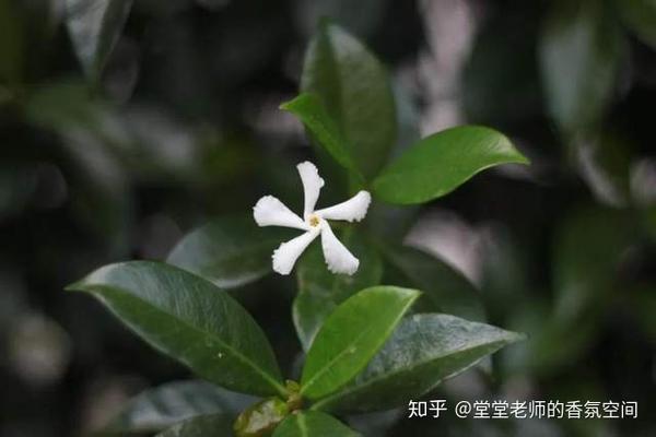 备考ifa 七周学会68种芳香植物拉丁文名 二 知乎 备考ifa 七周学会68种芳香植物拉丁文名 二 知乎
