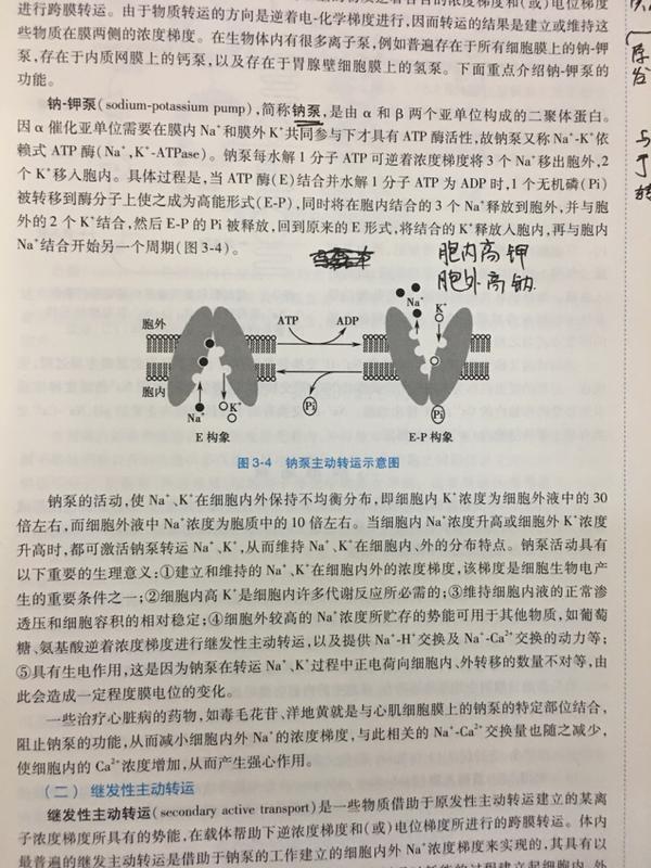 钠钾泵是否一直作用