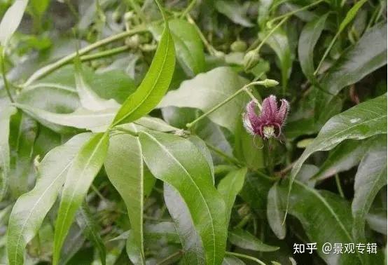 北方矿山植被生态修复常用园林植物 - 知乎