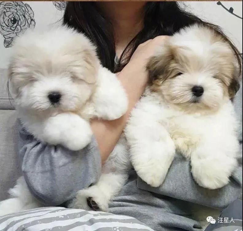 最近又有一种狗狗火了，网友称它为……可爱界的扛把子 - 知乎