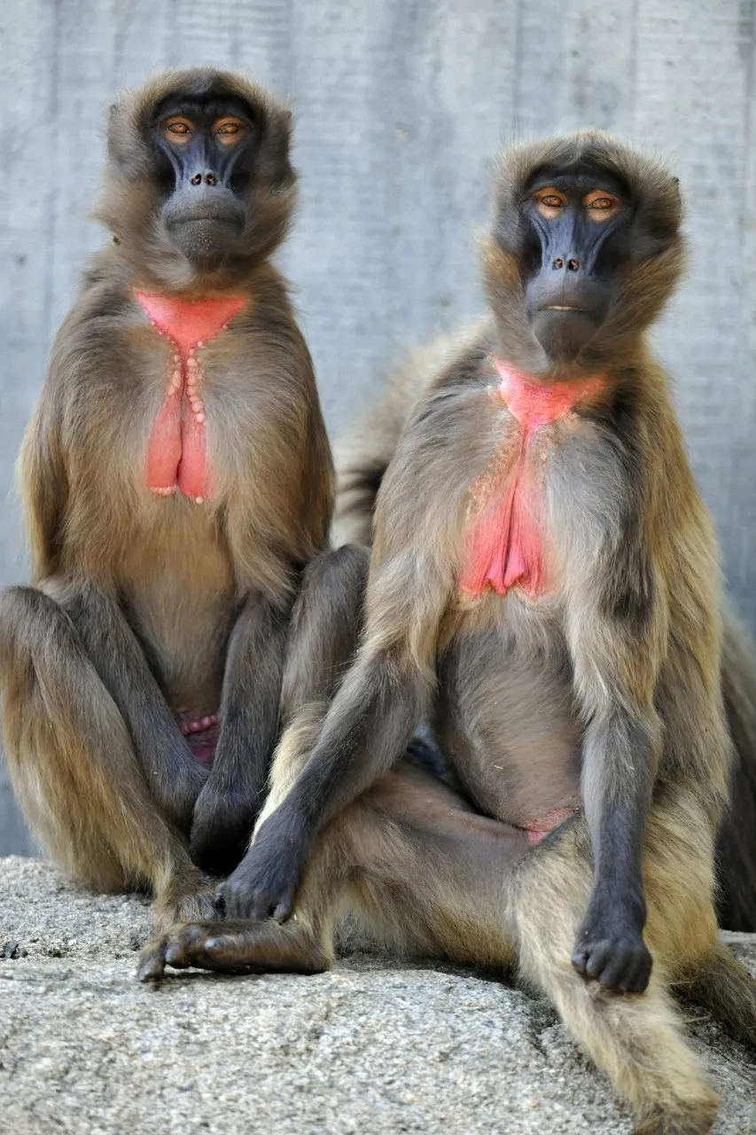 東非的獅尾狒(theropithecus gelada),也是用