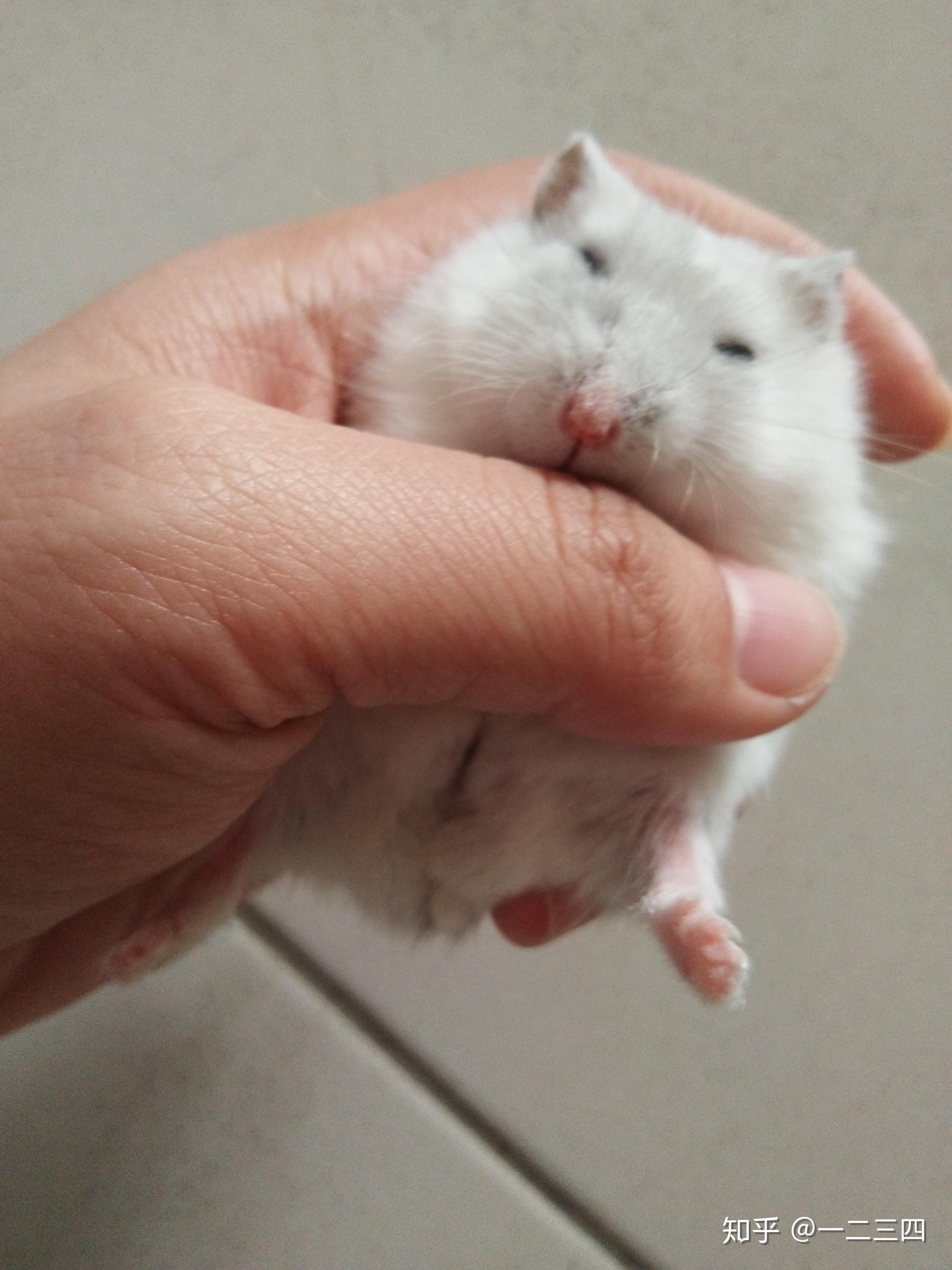 仓鼠会认主人吗,要不要起名字,多久可以上手?