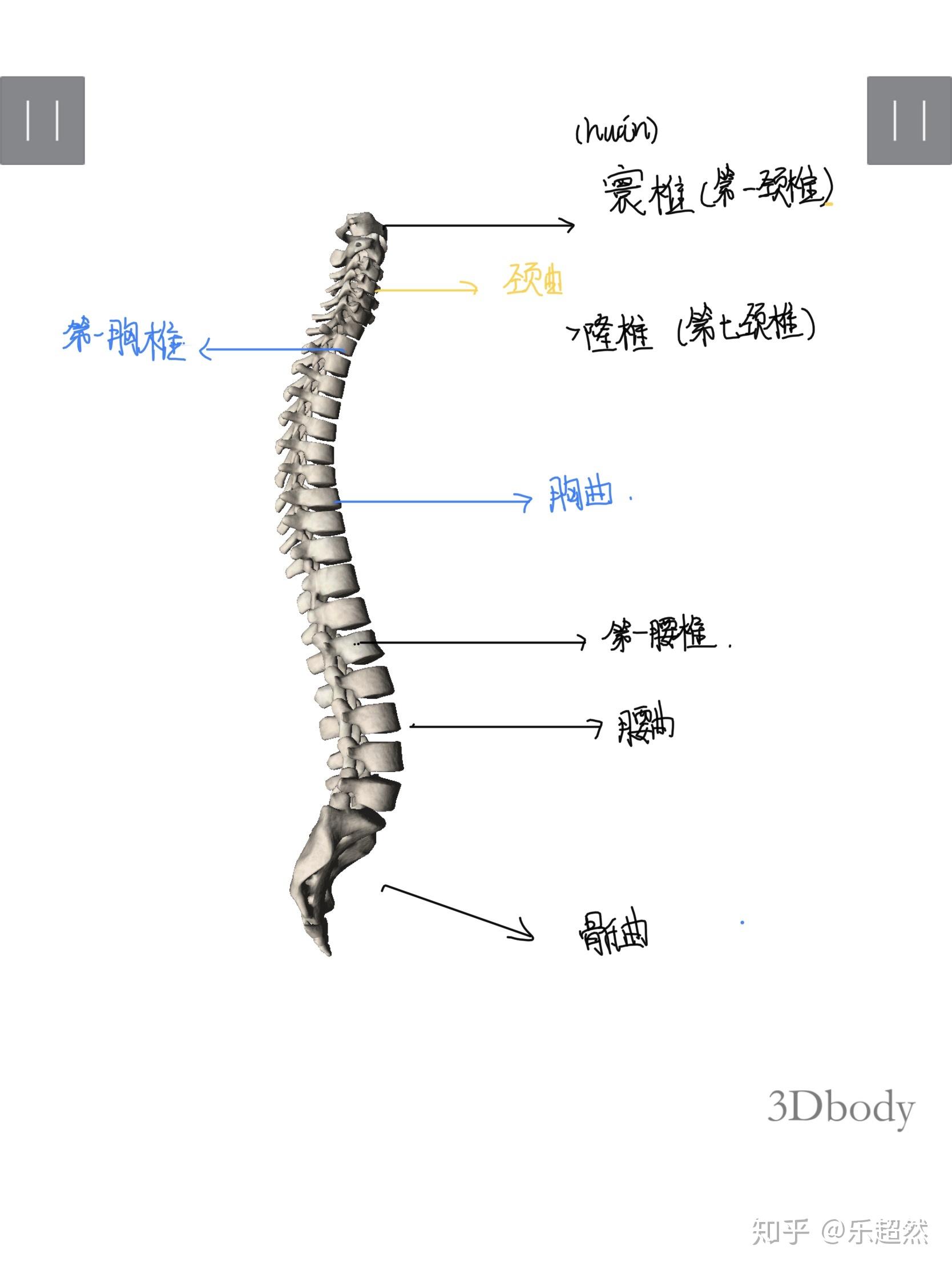 你了解我们人体的脊柱吗?
