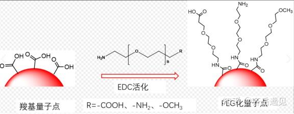 盐酸克伦特罗多克隆抗体偶联水溶性羧基量子点cdsezns核壳型量子点