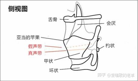 声带闭合理论——EVT理论系统 - 知乎