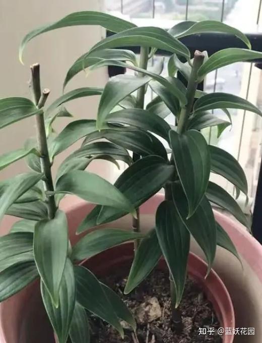 百合开完花后怎么处理才能帮助来年复花?
