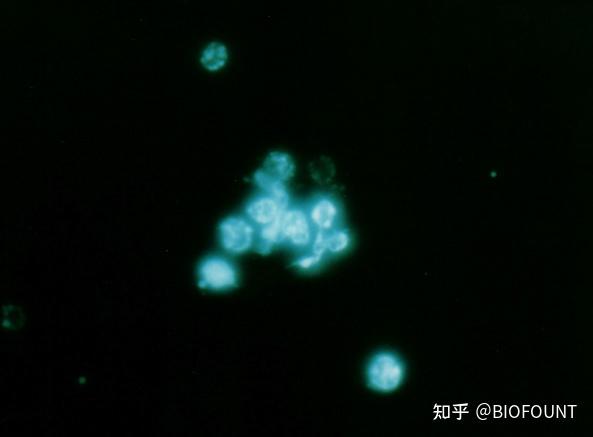 Dapi 405 DAPI(染色,使用方法) - 知乎