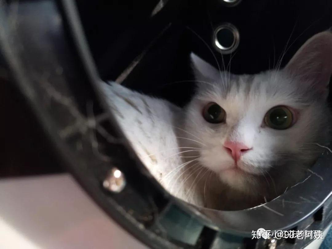 没有亲眼见证，我可能永远不知道，猫是一种多么坚强的动物。 - 知乎